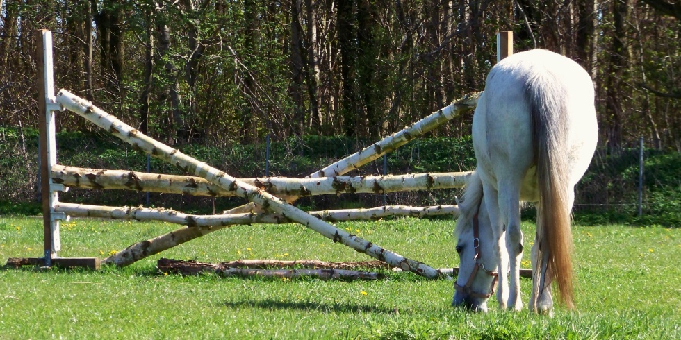 Ein ausgewachsenen Pferd steht vor einem Reithindernis, das es mit Leichtigkeit überwinden kann.