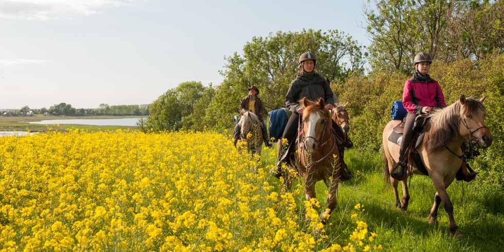 Eine kleine Gruppe von Reitern erlebt einen Rapsblütenritt entlang der Boddenküste