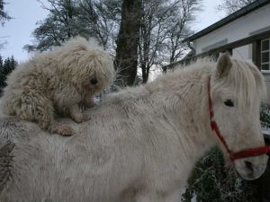 Ein Hund sitzt auf dem warmen Rücken eines Pferdes