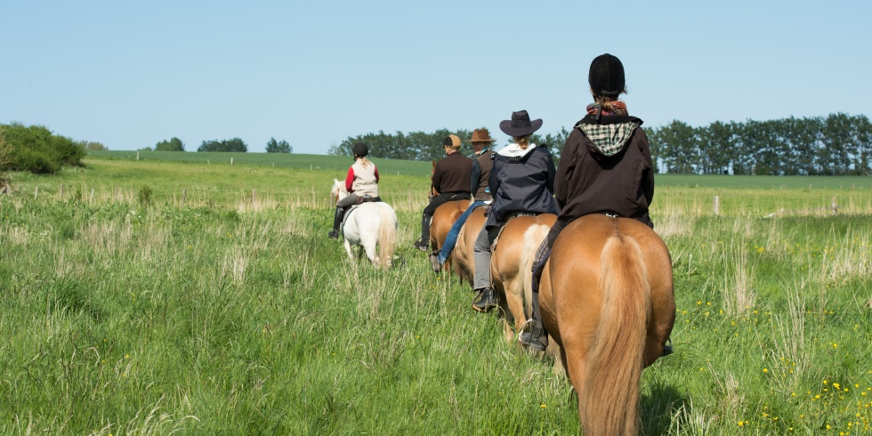 Eine Reitergruppe in der Natur der Region Fischland Darß Zingst unterwegs