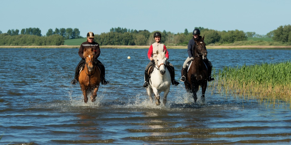 Reiter erfrischen sich mit ihren Pferden im Bodden