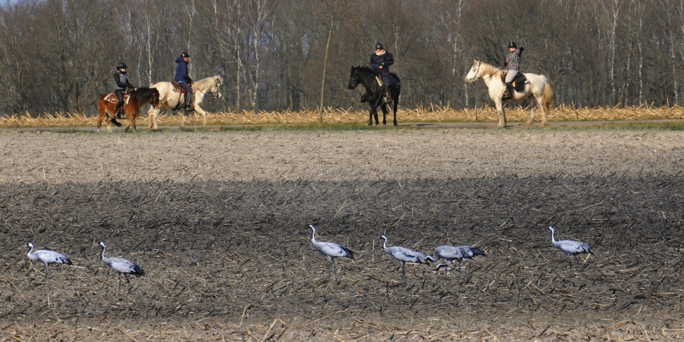 Reiterinnen erleben ihren Ausritt bei kräftigen Wind und begegnen Kranichen im März.